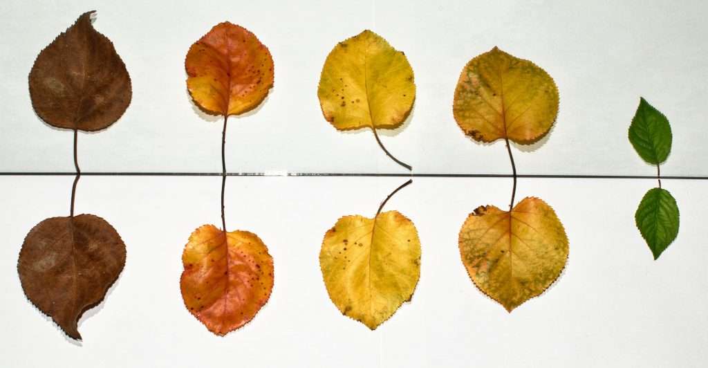 Debunking Common Myths About OCD: Understanding the Truth