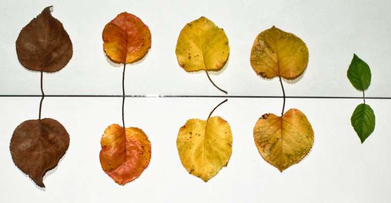 Debunking Common Myths About OCD: Understanding the Truth